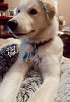 Pet Tag